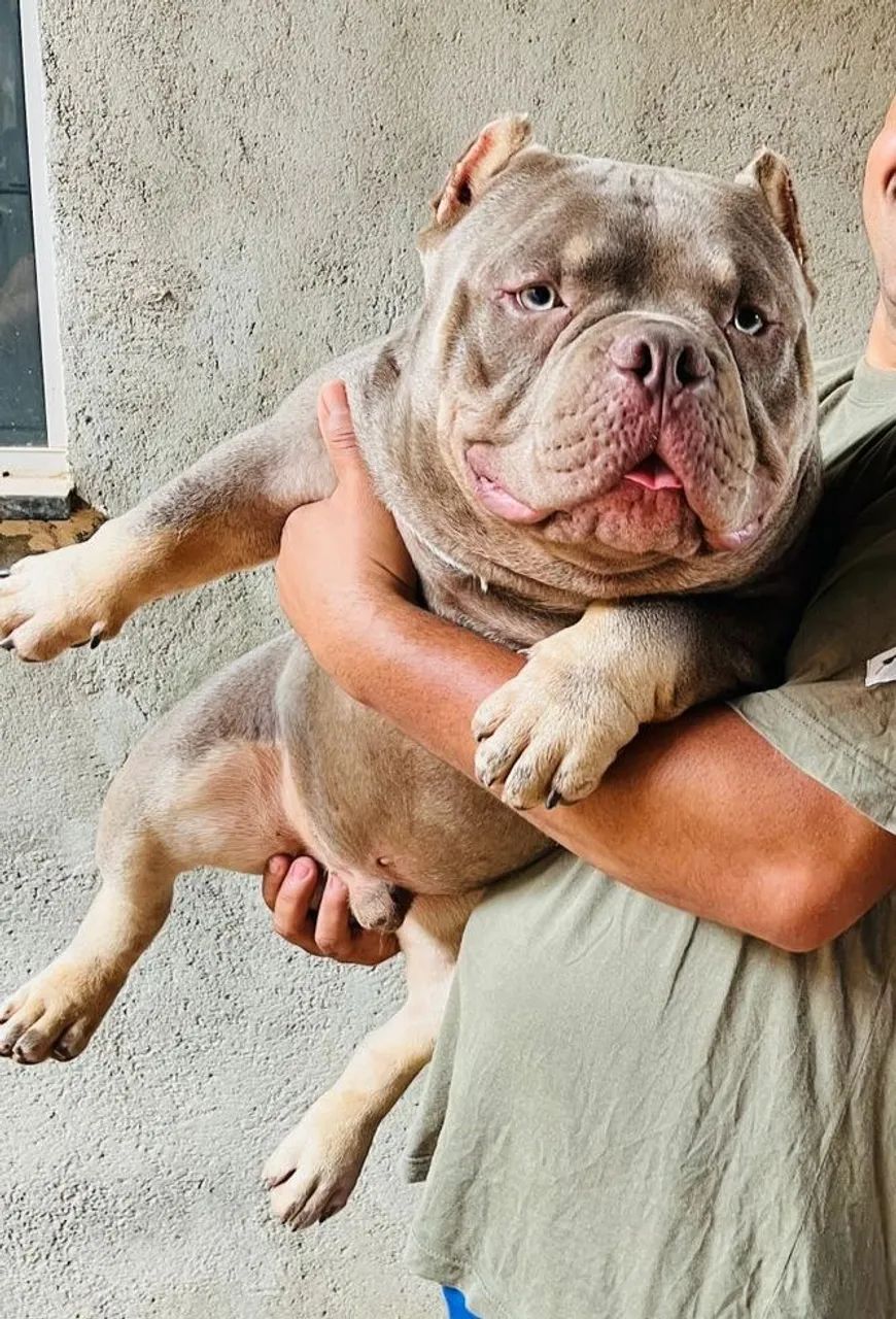 American Bully  - Foto 2