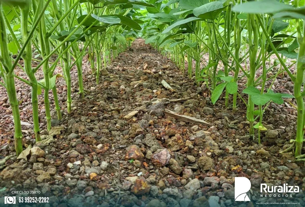 675 ALQUEIRES | 1.100 HA AGRICULTÁVEIS | 100% PLANA - Foto 5