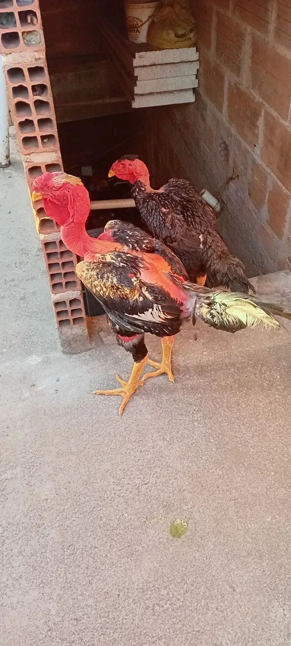 Galo - Foto 5