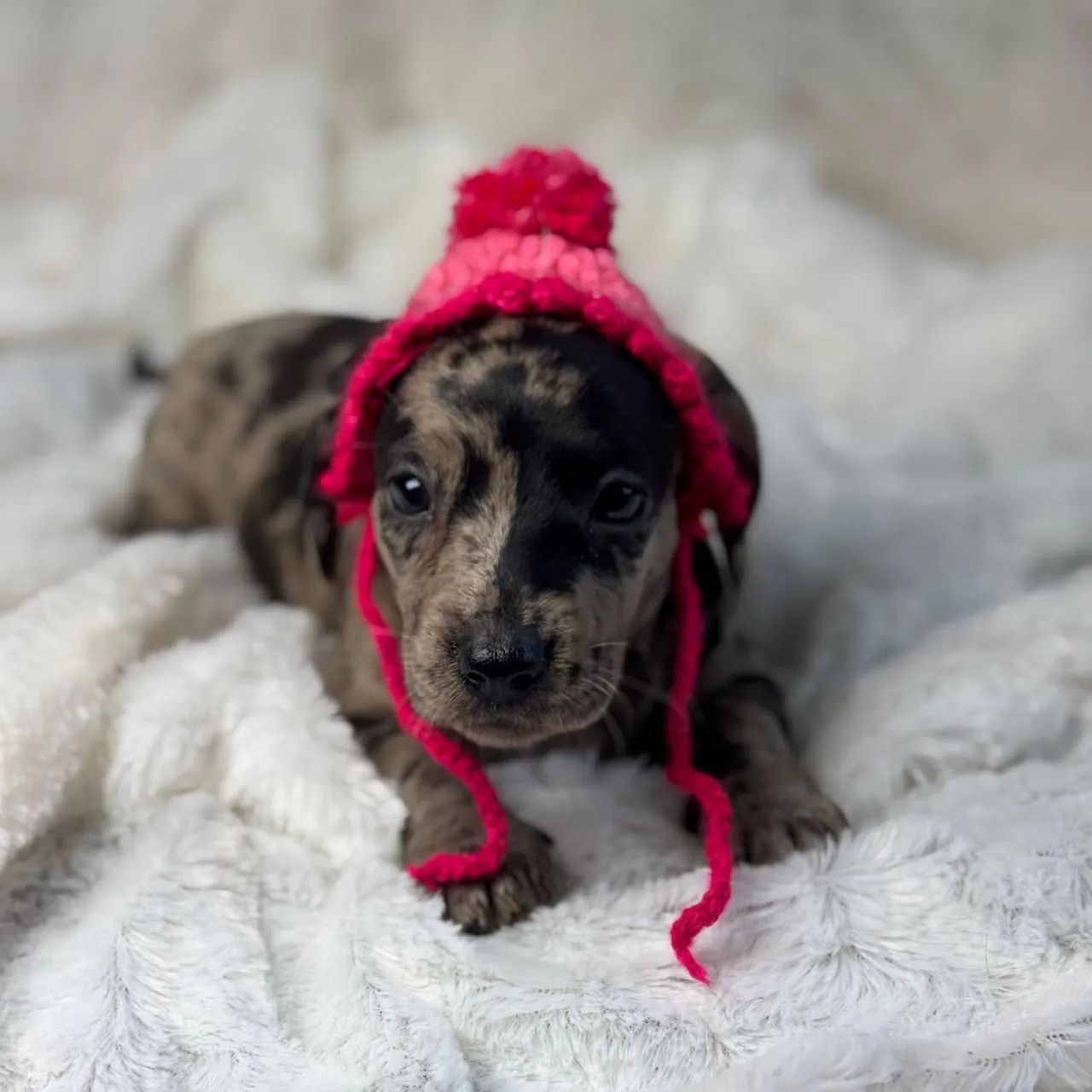 Dachshund Arlequim (Dapple)  - Foto 4