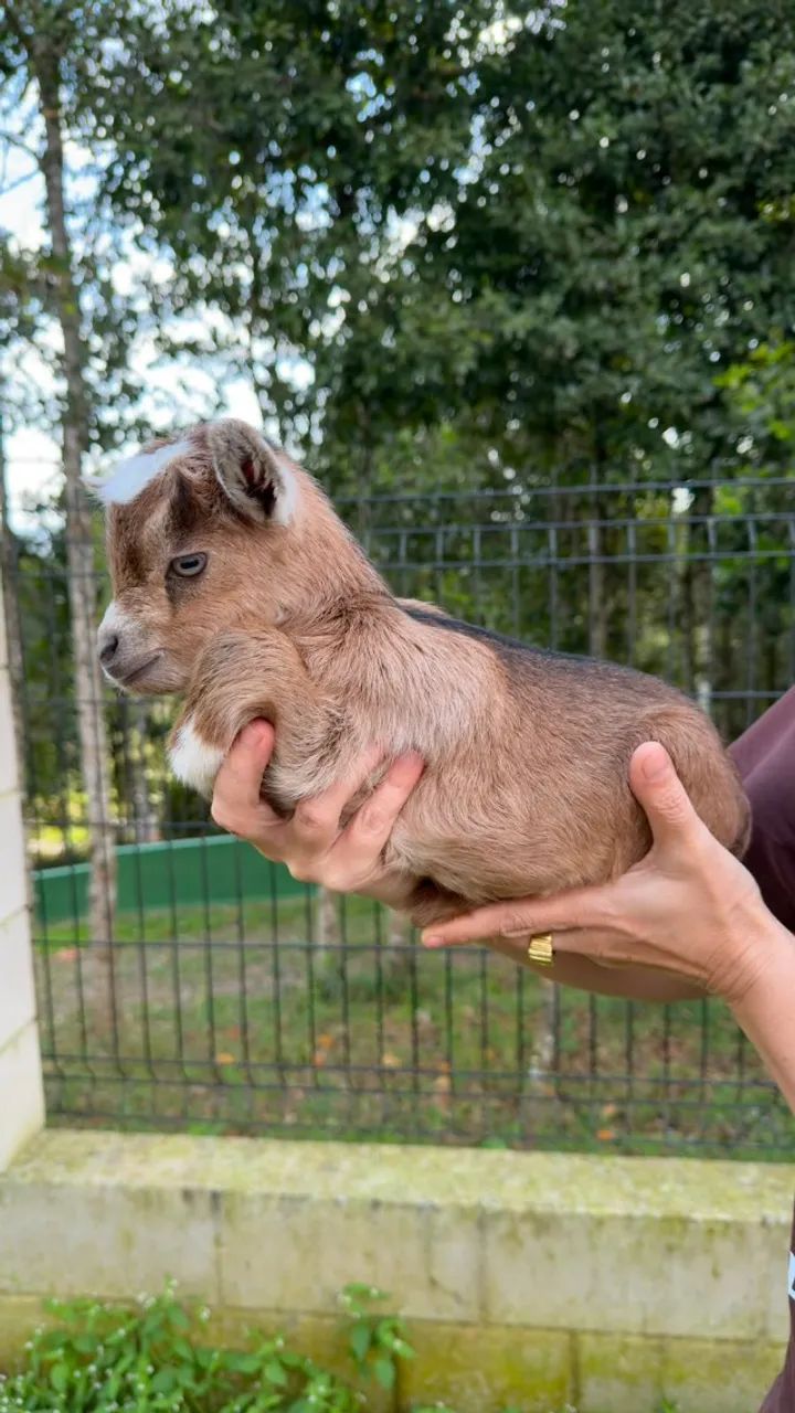 Mini Cabra - Foto 2