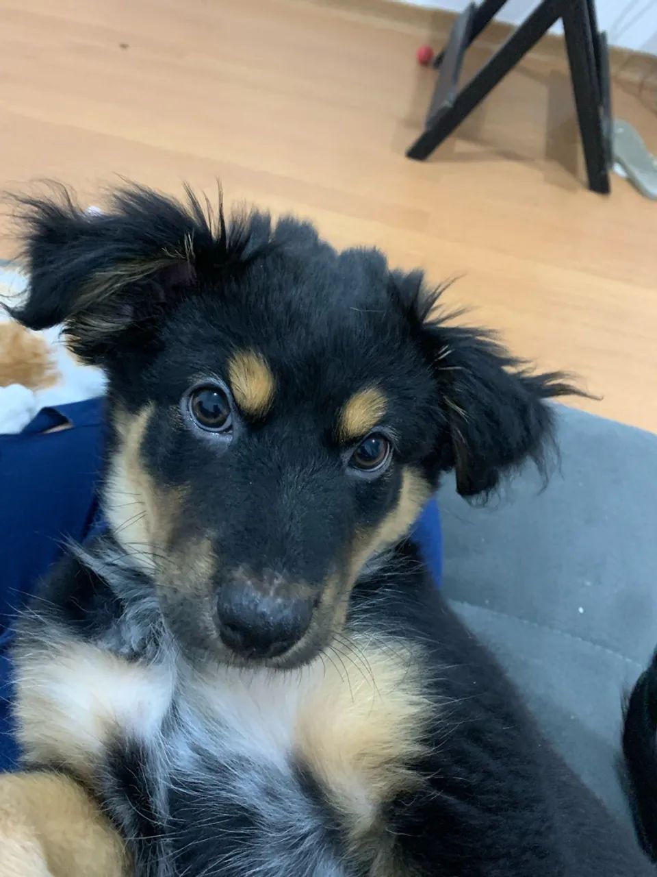 Cachorro pra adoção  - Foto 4