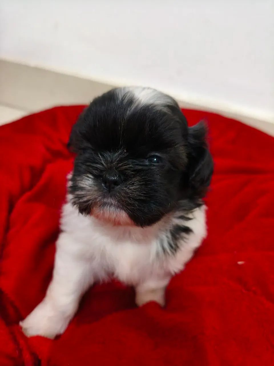 Cachorro - Foto 4