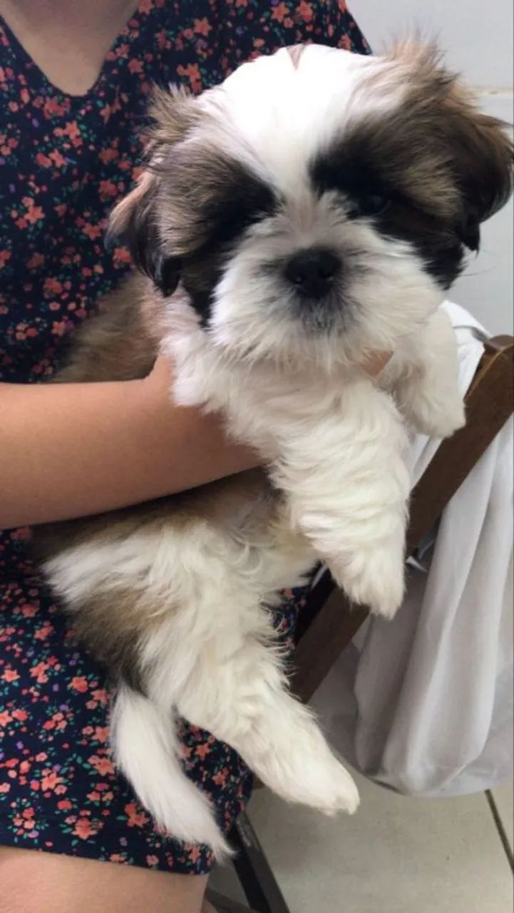 Shih Tzu Mini 