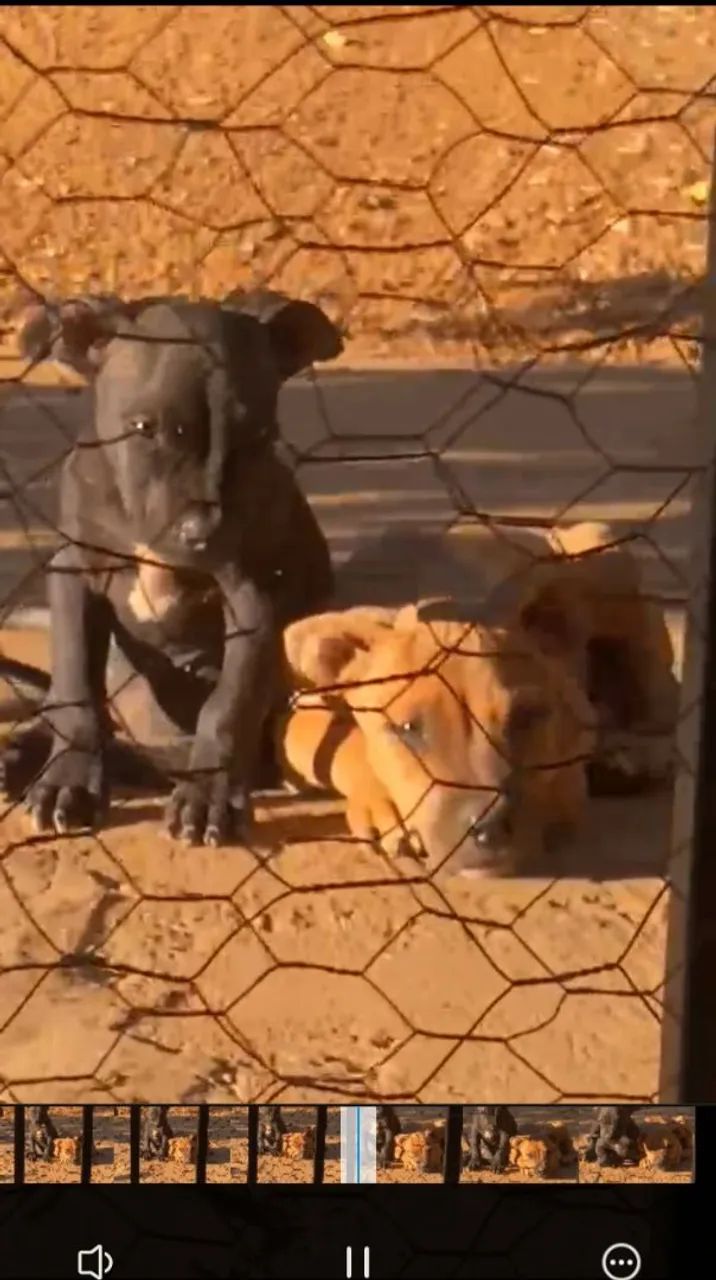 Filhotes de Pit Bull  - Foto 3