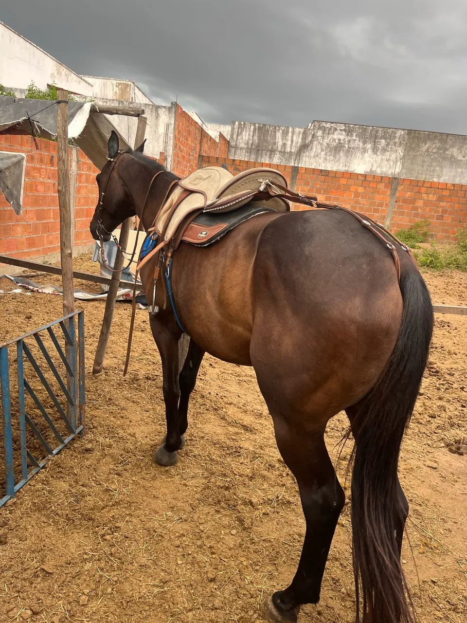 cavalo de direita  - Foto 3