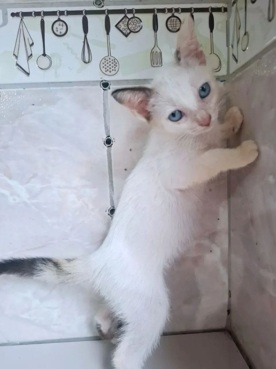 Casal de gatos para adoção  - Foto 3