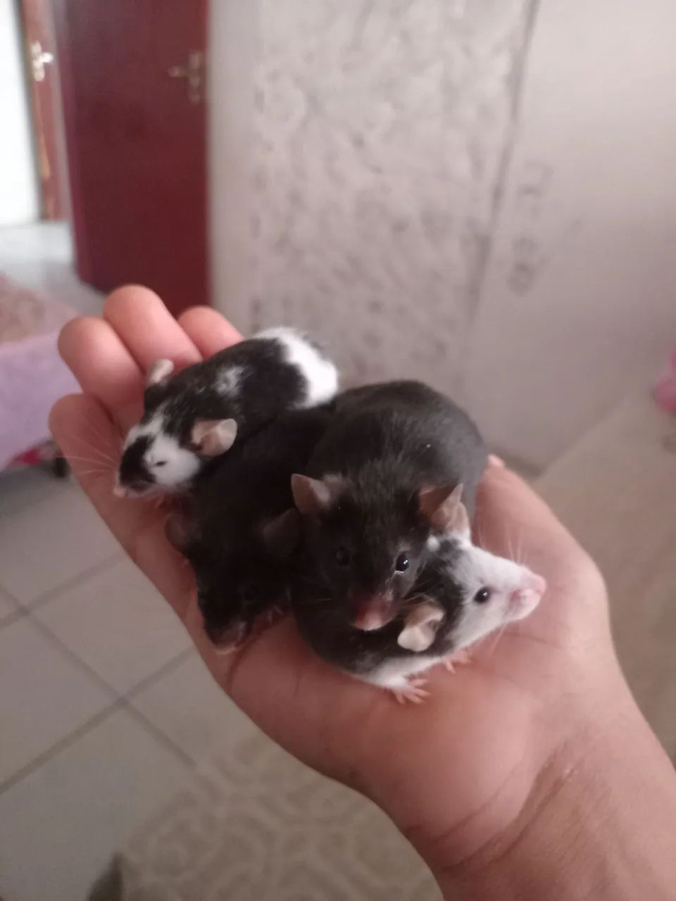 Vende-se Hamster twister 