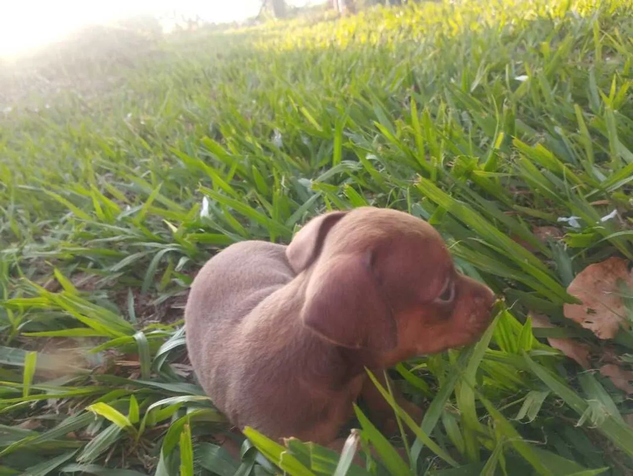 Daschund Kanichen  - Foto 5
