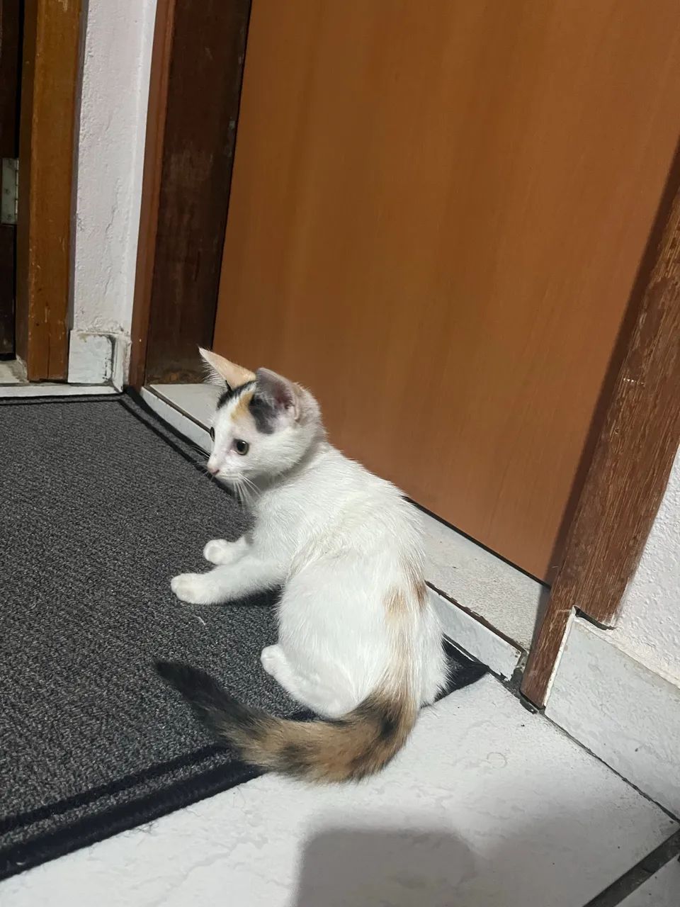Doação de gata - Foto 4