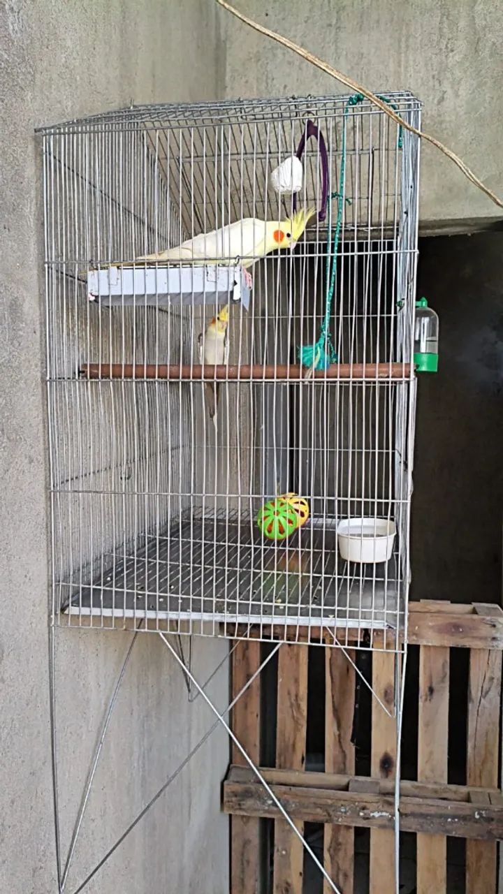 gaiola - Foto 2