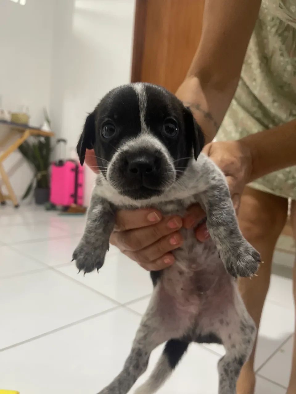 Cachorrinhos a adoção - Foto 3