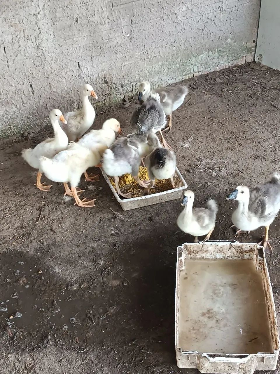 Filhotes de Ganso sinaleiro branco e pardo. - Foto 3