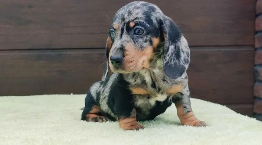 Teckel: diversão e coragem em quatro patas