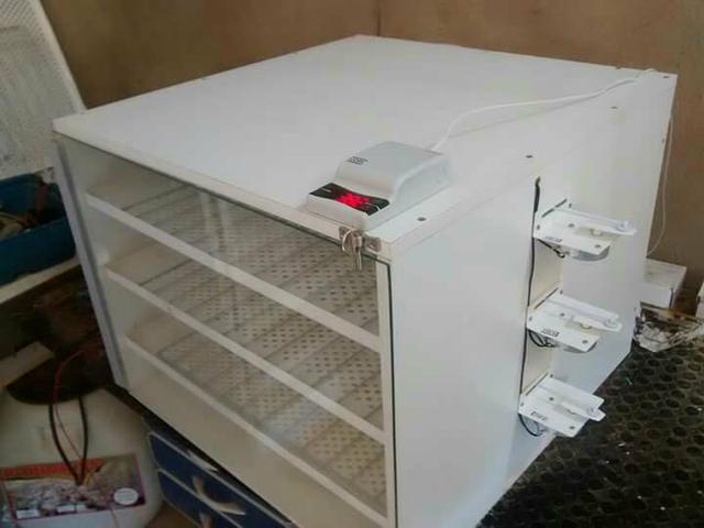 Fabricante chocadeira em Rondônia - Foto 3