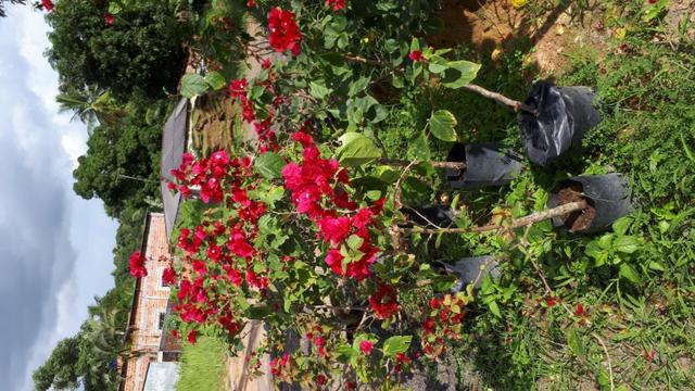Plantas e grama - Foto 4