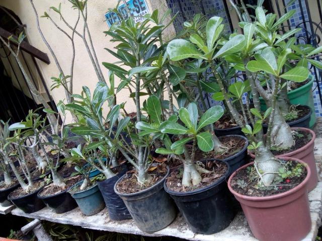 Plantas e flores