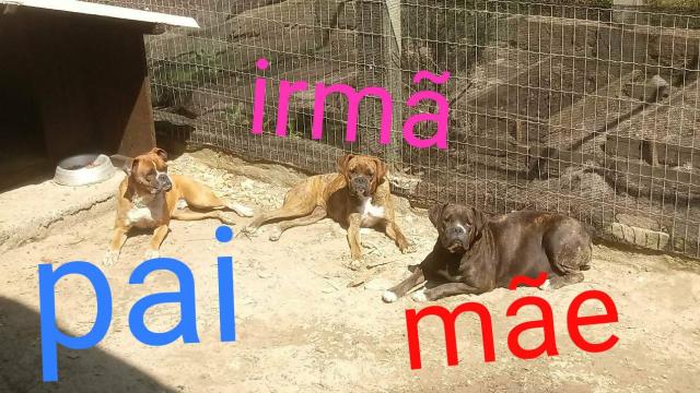 Filhote de boxer parcelo no cartão - Foto 6