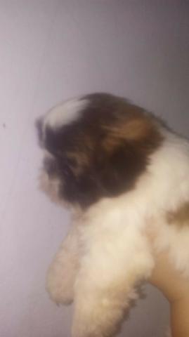 Shih tzu Fêmea - Foto 2