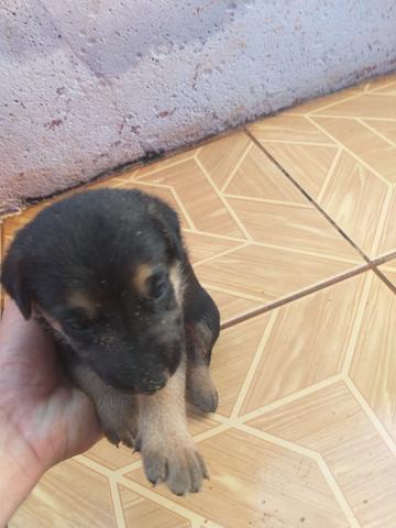 Vende-se Cães da Raça Pastor Alemão - Foto 6