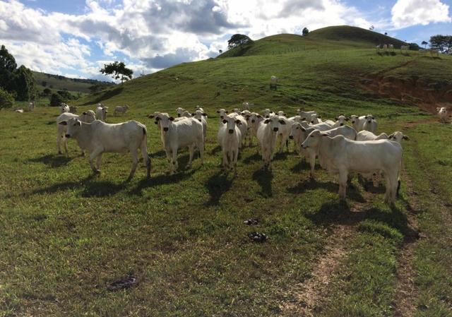 Fazenda região de Itanhaém BA - Foto 5
