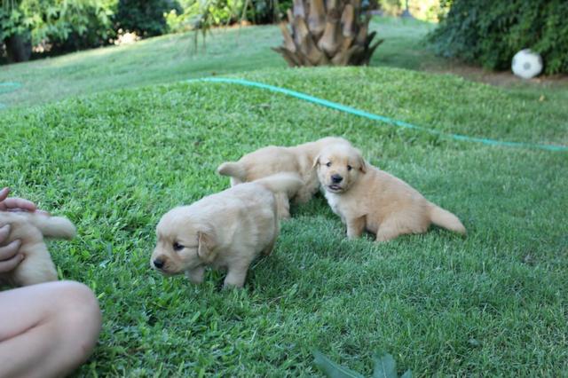 Filhotes TOP's de Golden Retriever com Pedigree! - Foto 4