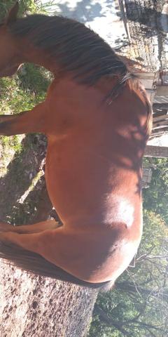 Cavalo - Foto 3