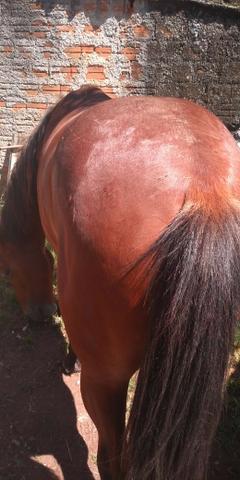Cavalo - Foto 2