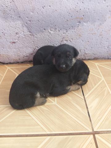 Vende-se Cães da Raça Pastor Alemão - Foto 2