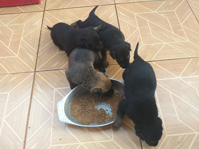 Vende-se Cães da Raça Pastor Alemão