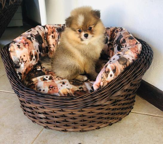 Melhor Linhagem de Lulu / Padrão Top / Spitz Alemão - Foto 6