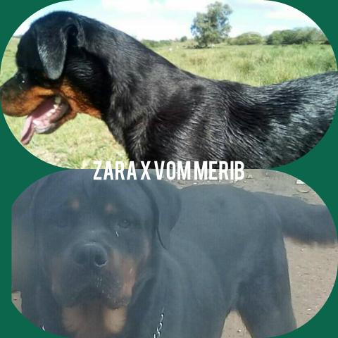 Rott