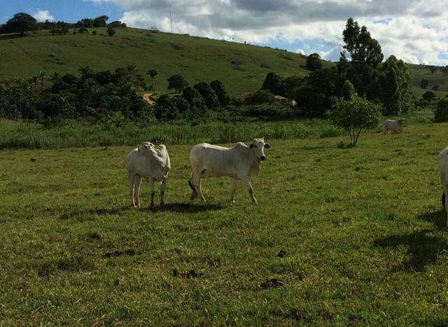 Fazenda região de Itanhaém BA - Foto 6