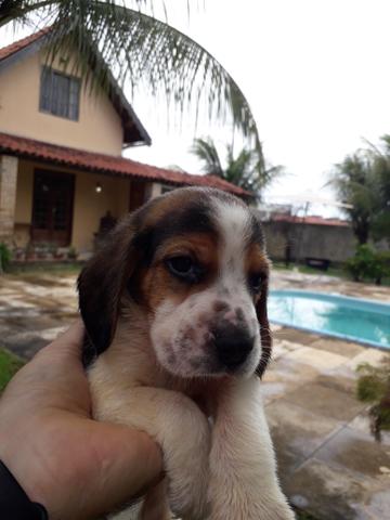 Filhote Beagle - Foto 3