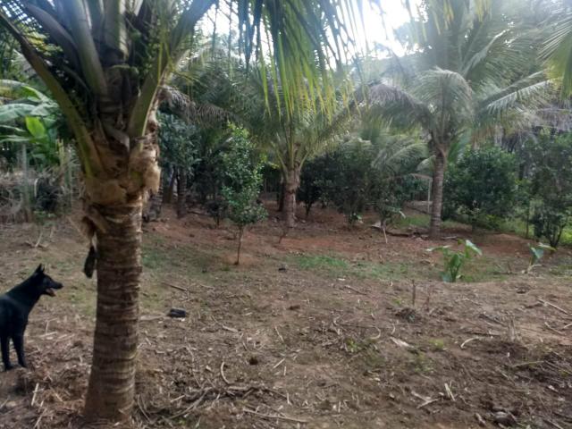Vende se chácara - Foto 9