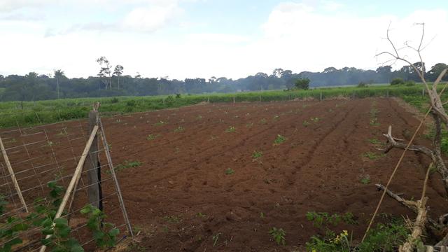 Vendo uma chácara - Foto 3