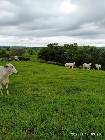 Fazenda - Foto 3