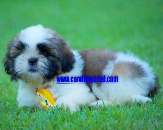 Shih Tzu Filhotes Excelentes Padrão da Raça Documentados gratuitamente - Foto 2