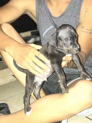 Waimaraner com labrador