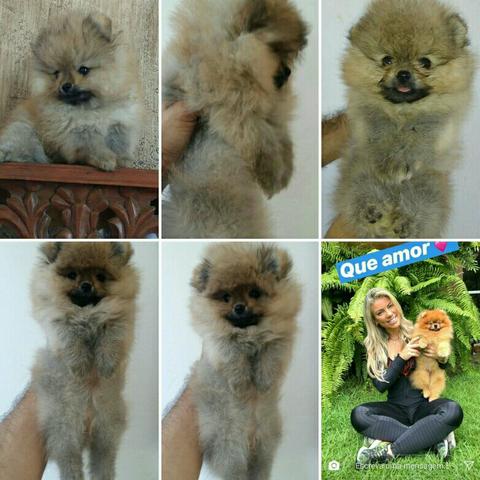 Filhote Fêmea a venda com Pedigree - Foto 2