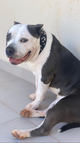 Amstaff disponível para cobertura