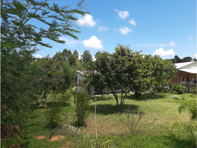 Velleda oferece sítio 1100 m², casa nova alvenaria, 1 km da RS-040 - Foto 9