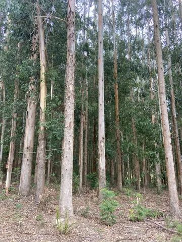Florestas de eucalipto 