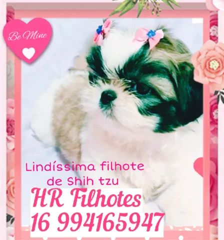 Lindíssimos filhotes de Shih tzu, padrão perfeito com Pedigree.