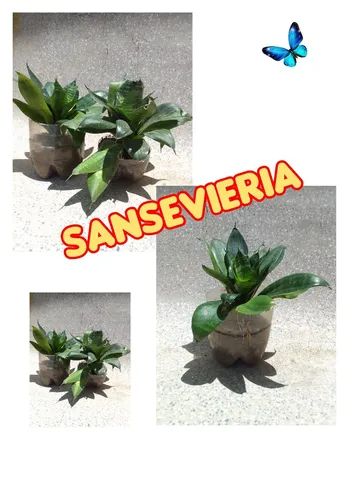 KIT 3 [2 mudas de Sansevieria e 1 muda peperônia]