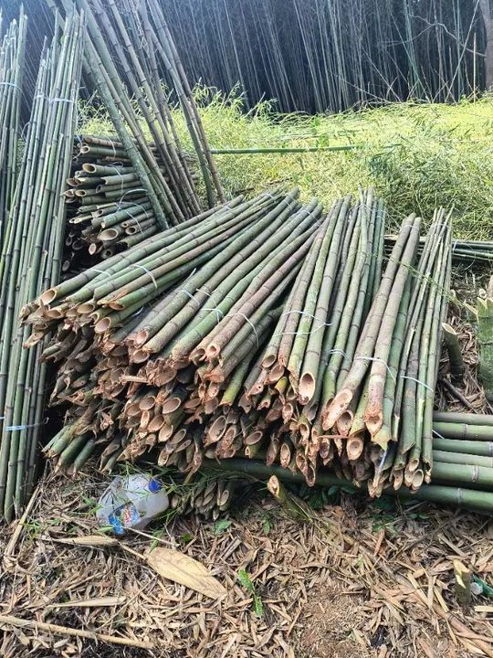 Estaca para plantio de tomate ?