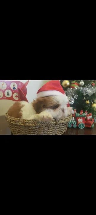 Lindos bebês Shitzu perfeitos com vacina importada de melhor qualidade  - Foto 4