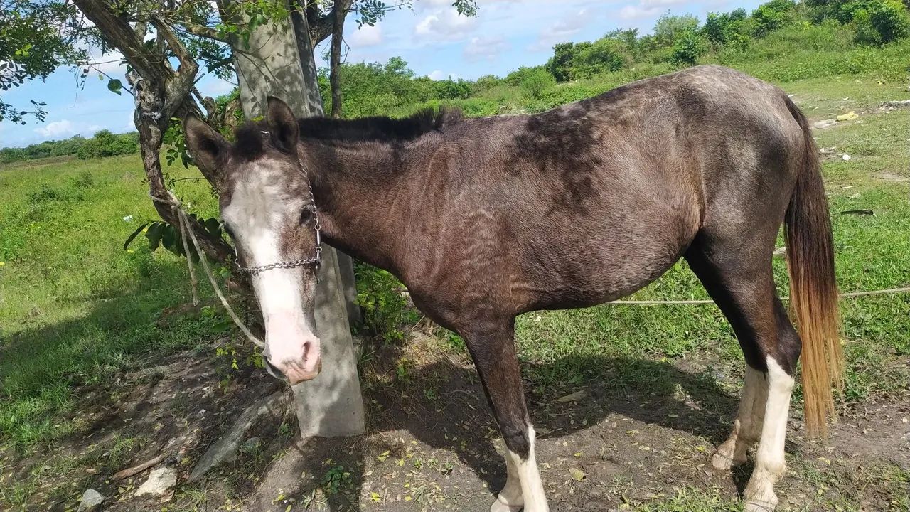 Cavalo Dócil  - Foto 6