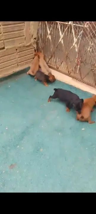 Vende-se cachorro pinscher número um - Foto 4