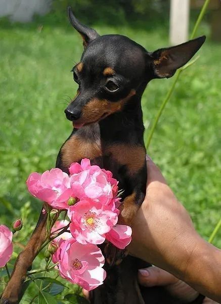 Pinscher pura energia 